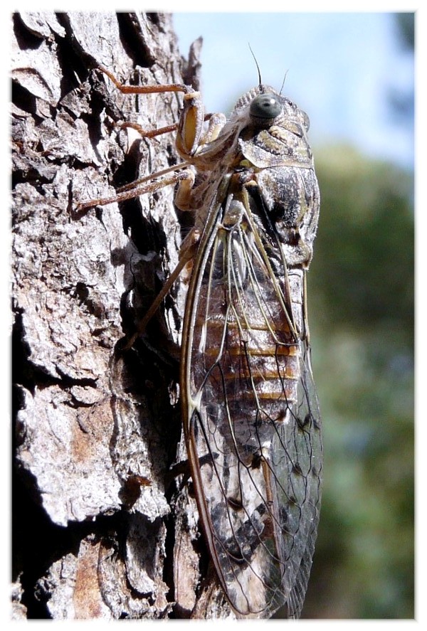 Cicala dal Gargano da determinare:Cicada orni
